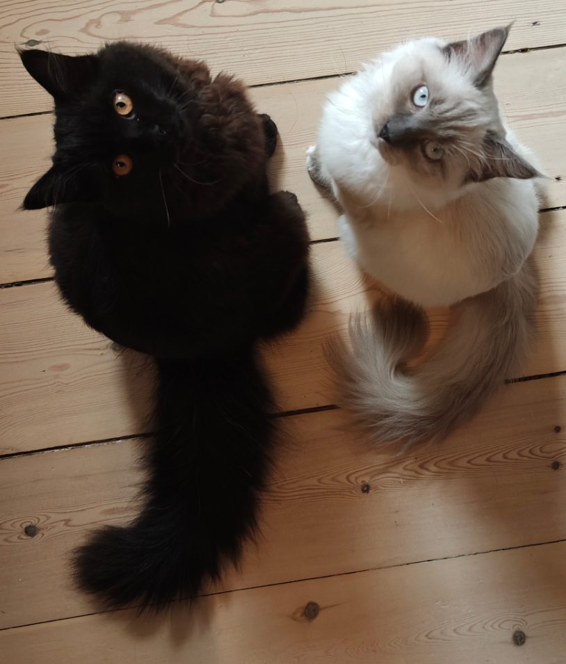 Ung Kvinde med 2 Katte leder efter egen Lejlighed 2